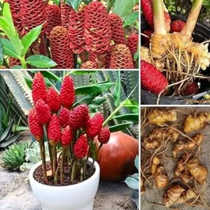 8 Pack Awapuhi Shampoo Ginger Roots - Zingiber Zerumbet Rhizomes - Image 6