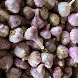 8 Peruvian Purple Stripe Garlic Bulbs for Planting - Hardneck Garlic - Image 3