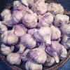 8 Purple Stripe Italian Garlic Bulbs for Planting - Hardneck Garlic Tubers - Image 1