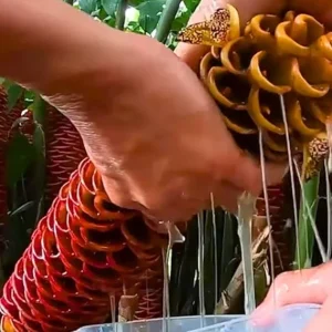 8 Red Awapuhi Shampoo Ginger Rhizomes - Fresh Roots for Planting, Cold Hardy - Image 6