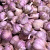 8 Red Russian Hardneck Garlic Bulbs for Planting – Garden Ready - Image 1