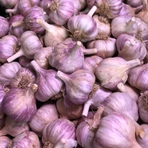 8 Red Russian Hardneck Garlic Bulbs for Planting – Garden Ready - Image 1