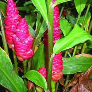 8 Shampoo Ginger Live Roots - Awapuhi Bulbs for Planting, Red Pinecone Ginger Outdoor - Image 3