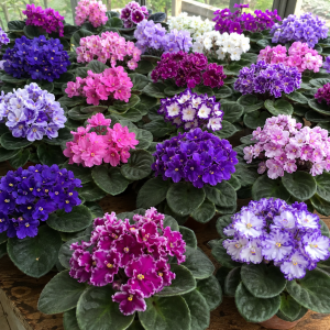 African Violet Live Plant - 2-Pack 4'' Pot Indoor Flowering Plant, Mix Blooms