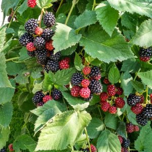 Arapaho Thornless Blackberry Plants - Set of 2 Live Bushes for Planting, Outdoor