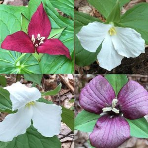 10 Assorted Trillium Bulbs – Perennial Flower Bulbs – Red, Yellow, White – USDA Zone 4+