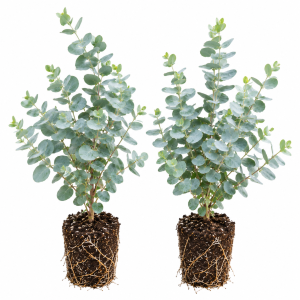 2 Baby Blue Eucalyptus Live Plant Starter Plugs 1-3 Inches Tall - Indoor/Outdoor