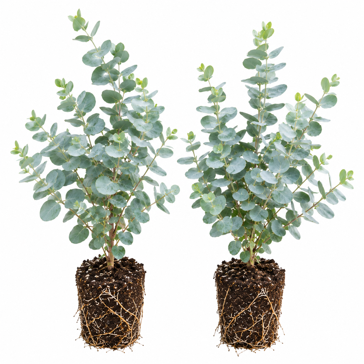 2 Baby Blue Eucalyptus Live Plant Starter Plugs 1-3 Inches Tall - Indoor/Outdoor