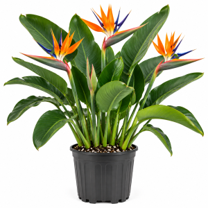 Orange Bird of Paradise Live Plant – Strelitzia Reginae Houseplant 5-12”