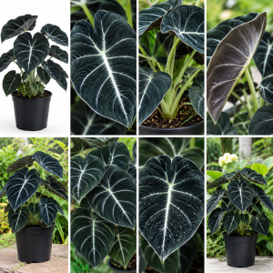 Black Velvet Alocasia Live Plant Houseplant – 4 to 7 Inc Tall – Indoor Foliage