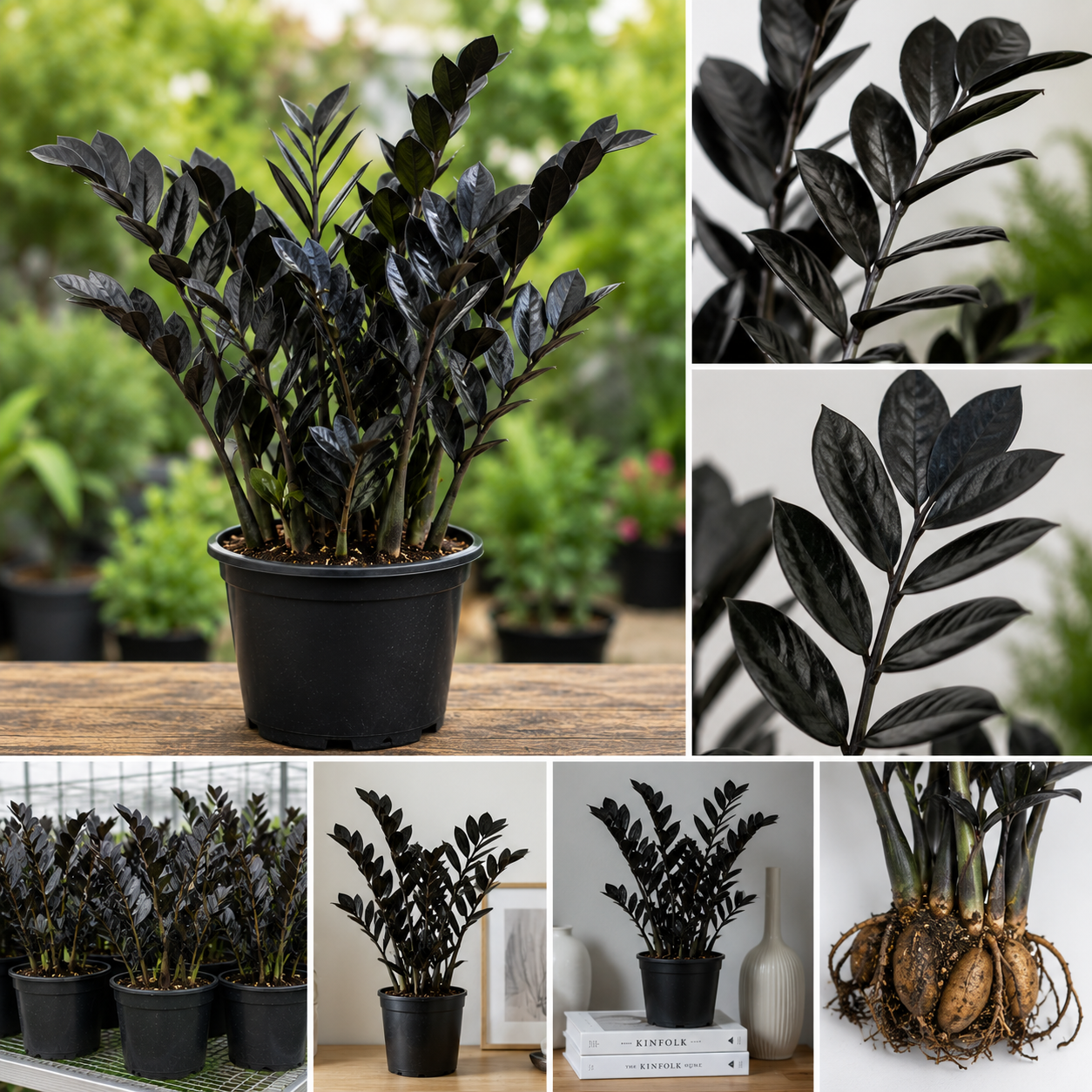 Black ZZ Plant Live Tropical Houseplant, 3 Inch Pot, Low Maintenance