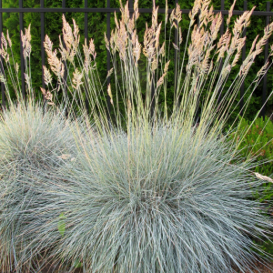 Blue Fescue Grass Live Ornamental Plant – Perennial Garden 5-10 Inch Tall