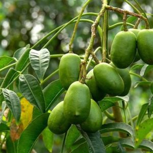 Thai June Plum Tree Live Plant - 3 Gallon Pot, 2-3 Years Old, Tropical Fruit - NO SHIP TO CA, WA, OR