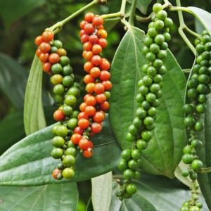 Black Pepper Live Plant, 4-6 Inches Tall, Piper Nigrum Tree, Herb Plant
