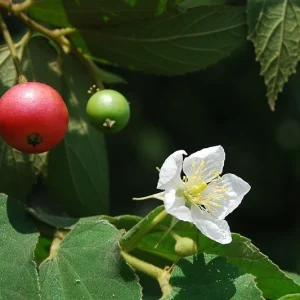 Strawberry Jamaican Cherry Tree Live Plant, 4-6" Starter Tropical Fruit Tree