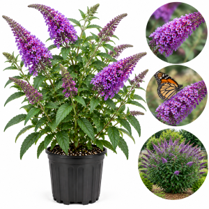 Butterfly Bush Live Plant 4-8 Inches – Purple Blue Fragrant Shrub for Outdoor Garden