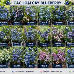 Southern Highbush Blueberry Live Plants - Set of 2, 5-7" Tall, High Yield, Outdoor