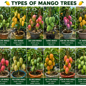 Sweet Mango Tree Live Plant, 3 Gallon Pot, Tropical Fruit Tree, Outdoor USDA Zones 9-11
