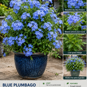 Set of 4 Plumbago Live Plants 4-6'' Tall - Vibrant Blue Flowering Shrubs for Garden