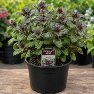 Chocolate Mint Plants Live - Set of 3 Herbs, 4-6" Tall, Indoor/Outdoor