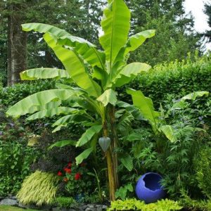 Cold Hardy Banana Tree Live Plant – 4-8" Tall Tropical Fruit Seedling