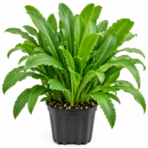 Culantro Live Plants - 4 -6 Inches Tall - Indoor Outdoor Herb
