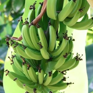 Dwarf Cavendish Banana Tree Live Plant – 5-7 Inch Tall High Yield Tropical Fruit