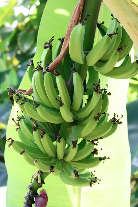 Dwarf Cavendish Banana Tree Live Plant – 5-7 Inch Tall High Yield Tropical Fruit