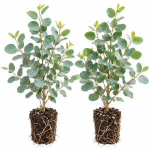 2 Eucalyptus Live Plant , 2-4 Inches Tall, Outdoor/Indoor Tree