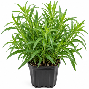 Tarragon Live Plant, 2 Pack, 4-5 Inch Well-Rooted Herb for Culinary Gardens