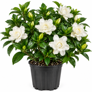 Frostproof Gardenia Jasmine Live Plants, Set of 3, 5-7 Inches Long, Indoor/Outdoor