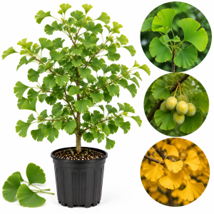 Ginkgo Biloba Live Plant - Hardy Ornamental Tree Seedlings, 6-12'' Tall, Winter Dormant, Outdoor