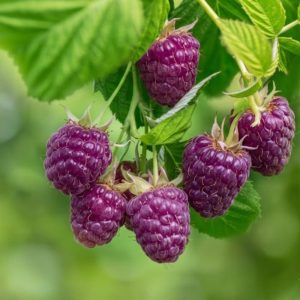 Glencoe Thornless Raspberry Live Plants - Set of 2, 5-9 Inches Tall, Outdoor Fruit