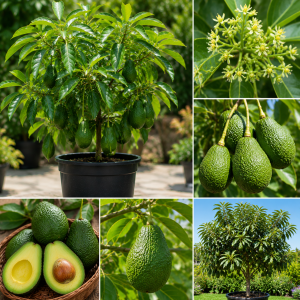 Green Avocado Tree Live Plant – 3 Feet Tall, 2 Years Old Seedling