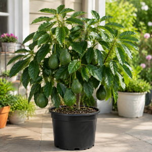 Hass Avocado Tree Live Plant – 4" Pot, 6-10" Tall – Cold Hardy Fruit Tree
