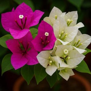 Bougainvillea Live Plant - Mixed 2 Colors, Tropical Perennial, 15-20 Inches Tall