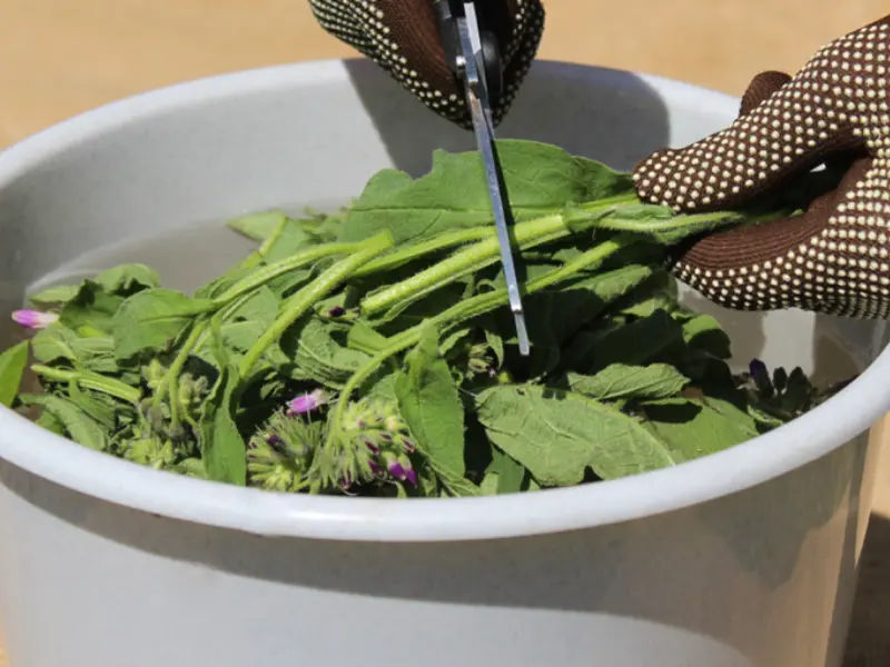 How to Use Comfrey leaves