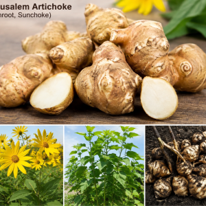 Jerusalem Artichoke Tubers - 5 Live Sunchoke Bulbs for Planting, Outdoor Vegetable