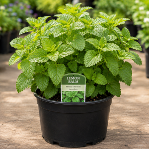 Lemon Balm Live Plant – 3 Pack – 4-6" Tall Well Rooted Herb for Garden