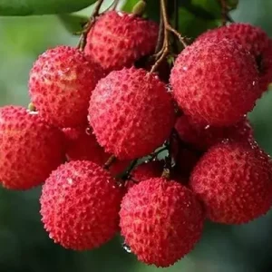 Lychee Fruit Tree Live Plant - Tropical Edible Plant, 6-9 Inches Tall, Indoor/Outdoor