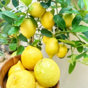 Meyer Lemon Tree Live Plant – 3 Gallon Pot – Already Bearing Fruit – Cold Hardy