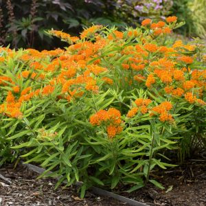 2 Live Milkweed Plants, Asclepias Tuberosa, 5-8 Inch Tall, Outdoor Red Flower - Red