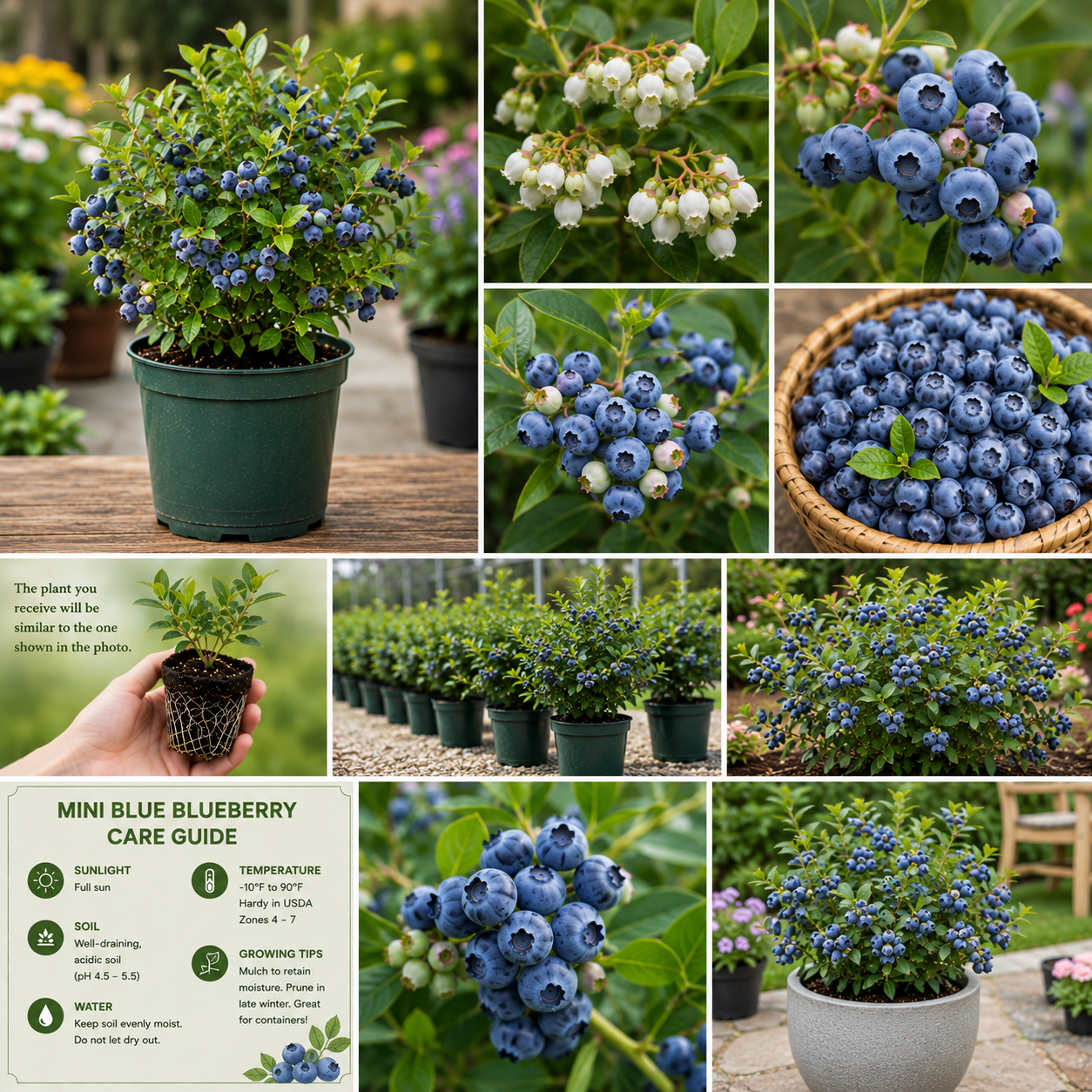 Mini Blue Blueberry Plant Live - 4-8 Inch Starter Bush for Garden or Patio