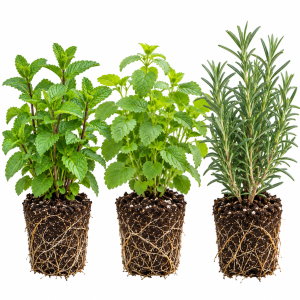 5 Pack Live Herb Plants Assortment - Mint, Lemon Balm, Rosemary, Sage, 4-8'' Tall, Outdoor