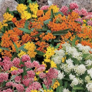 4 Mixed Milkweed Live Plants – Perennial Flower for Butterflies, Full Sun Outdoor