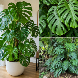 Monstera Live Plant - Constellation Variegated - 4-7'' Tall - Indoor/Outdoor