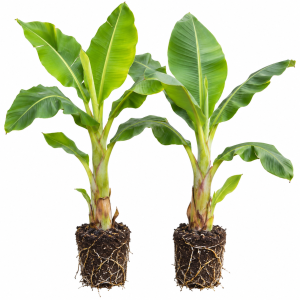 Namwah Banana Live Plants (2-Pack) - Fruit Tree Starter, 4-6 Inches Tall, Indoor/Outdoor