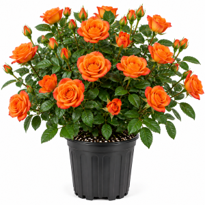 Orange Mini Rose Bush Live Plant in 3'' Pot - 3-5'' Tall Miniature Rose for Home & Office