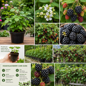 Osage Blackberry Plants Live - 2 Pack, 4-6" Tall, Cold Hardy, High Yielding
