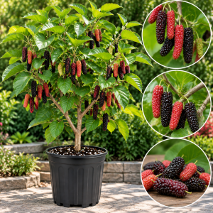 Pakistan Mulberry Live Plant – Fruit Tree – 5-9 Inch Tall – Hardy Zones 5-10